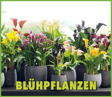 Blütenträume für jedes Zimmer!