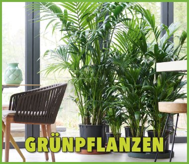 Alles für Ihr Dschungelparadies!