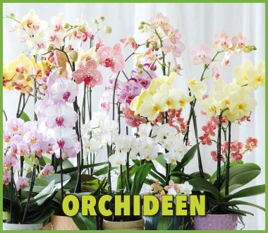 Phalaenopsis Orchideen in den schönsten Farben!