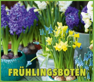 Hyazinthen, Muscar, Narzissen und vieles mehr!