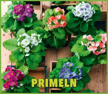 Große Auswahl an Primeln!