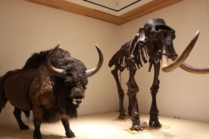 Sonderausstellung: "Eiszeit Safari" VERLÄNGERT bis zum 9. August 2020