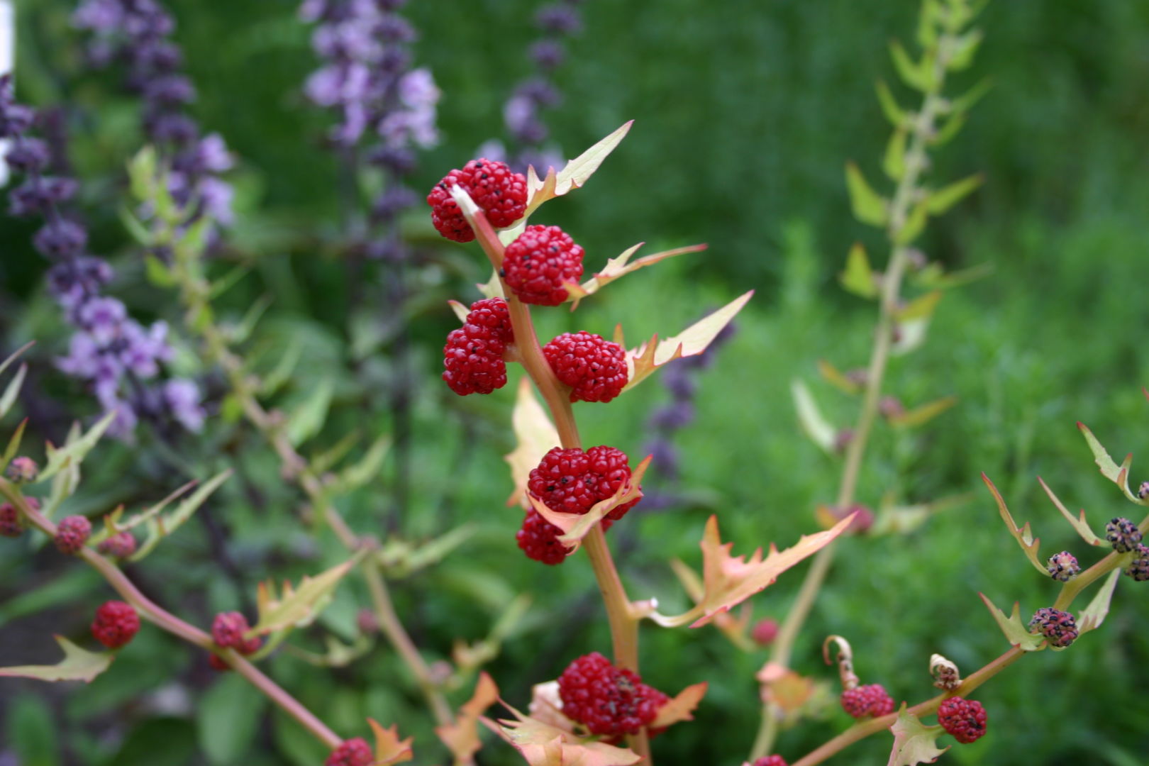 Wildfrüchte im Herbst – BNE-Aktionstage
