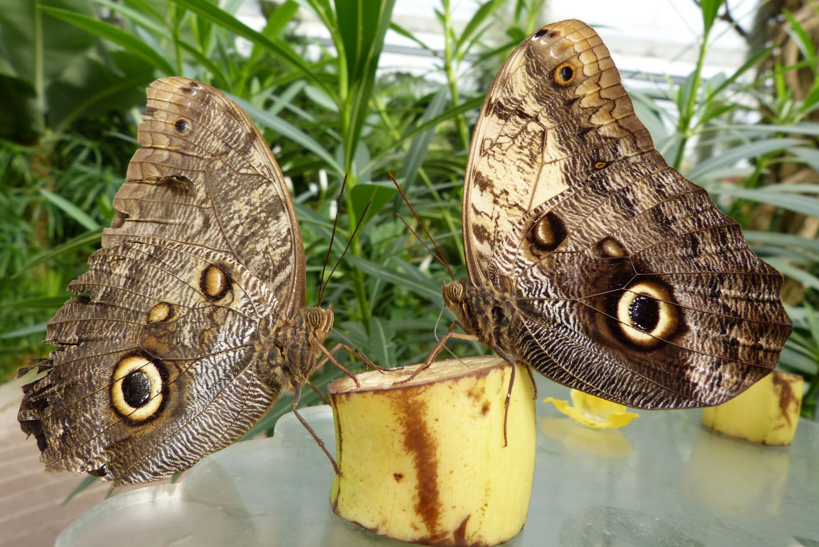 Tanz der Bananenfalter (im Rahmen des Herbstleuchtens)