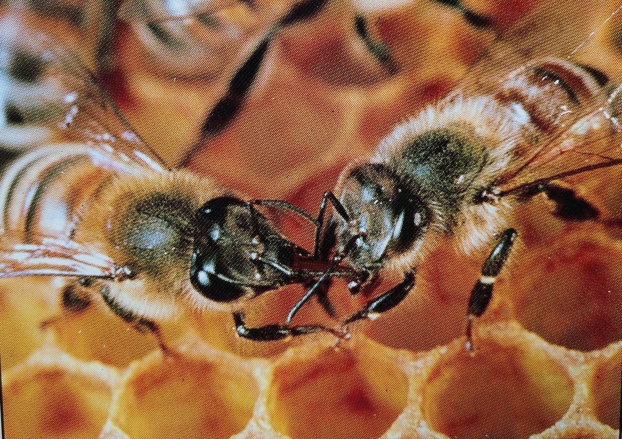 Wildbienenwerkstatt – Nisthilfen und Samenkugeln