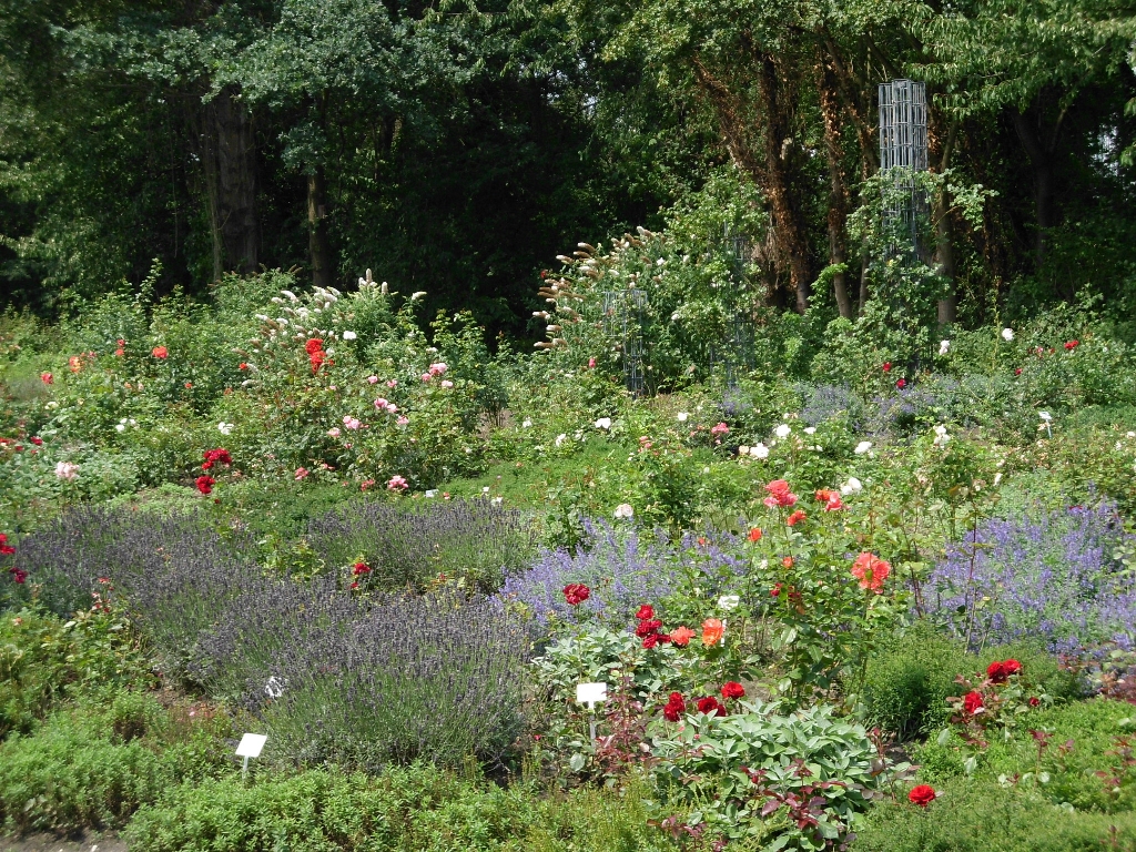 Rosenschnittkurs