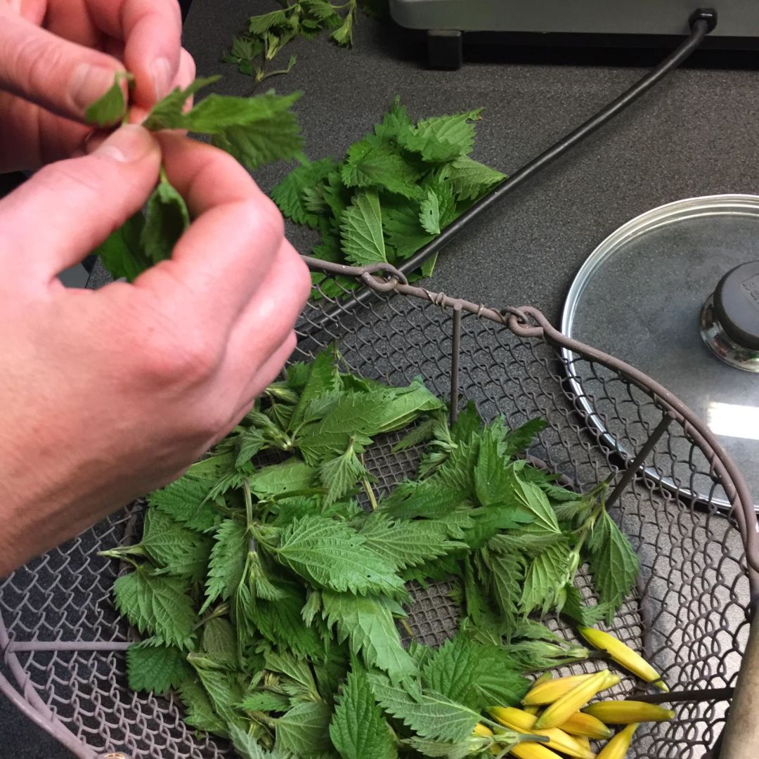 Wildfrüchte im Herbst – Superfood am Wegesrand