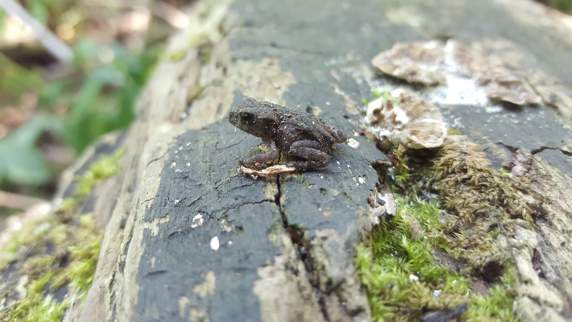 Naturentdecker auf Spurensuche