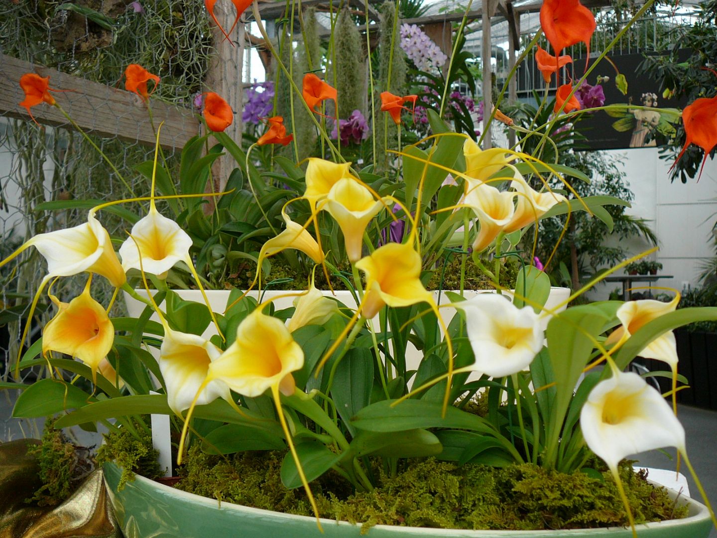 Zauberhafte Welt der Orchideen – Verkaufsausstellung