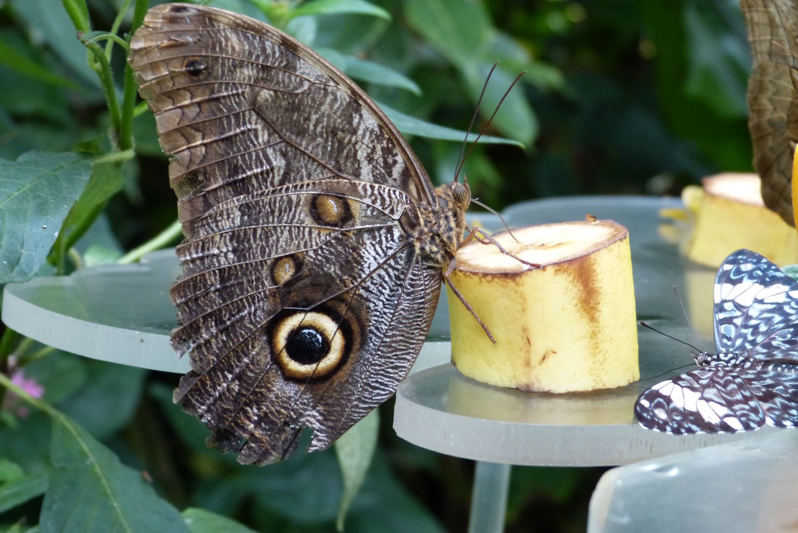 Schmetterlingssafari
