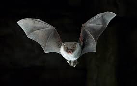 Fledermaus-Safari